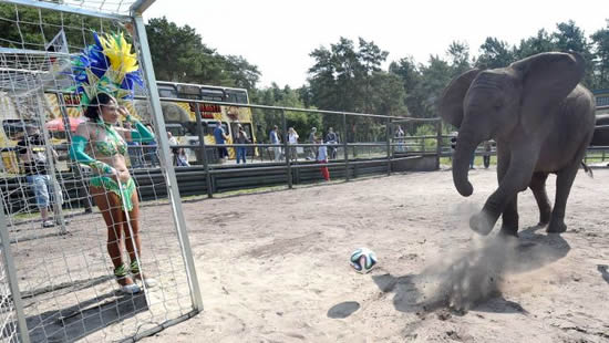 THIS ELEPHANT THINKS THE USA AND GHANA WILL BEAT GERMANY AT THE WORLD CUP