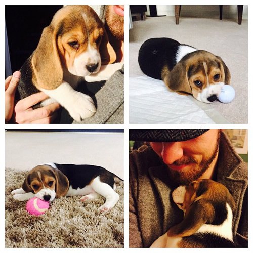 Arsenal star Aaron Ramsey shows off his new pet dog