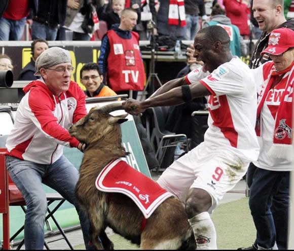 Cologne’s Anthony Ujah celebrates scoring v Frankfurt by pulling a goat by it’s horns