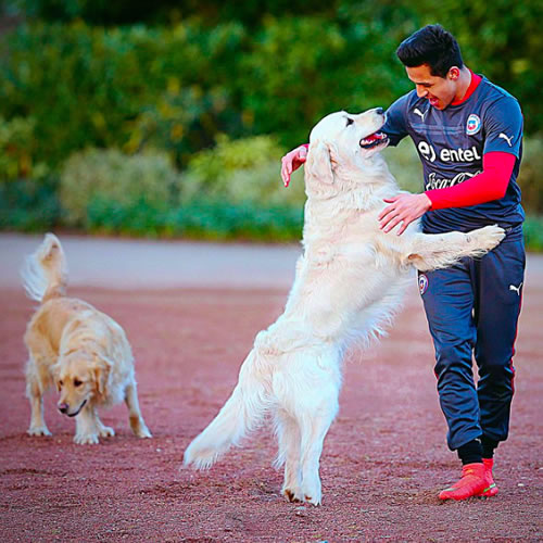 Alexis Sanchez plays with his dogs at Gunners training ground ahead of Brazil-Chile friendly
