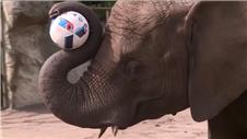 Footballing elephant predicts German win