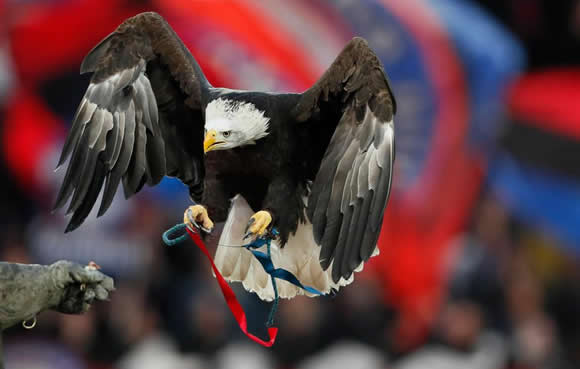 WHAT WAS HE THINKING? Fan who PUNCHED Crystal Palace's eagle mascot Kayla jailed for 21 months