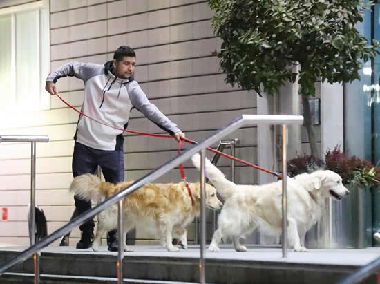 Alexis Sanchez's dogs wear Manchester United shirts after arriving at team hotel