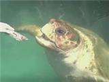  Cabecao the turtle predicts World Cup quarter-final results by eating sardines 