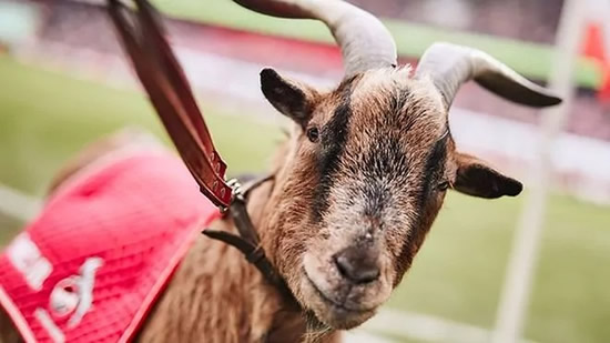 Why do Koln have a goat as their mascot? What happens when Hennes dies?