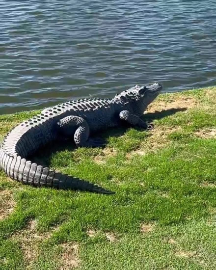 GREAL SQUEAL ‘S***ting myself’ – Chelsea legend John Terry’s terrifyingly close encounter with an alligator leaves Grealish panicking